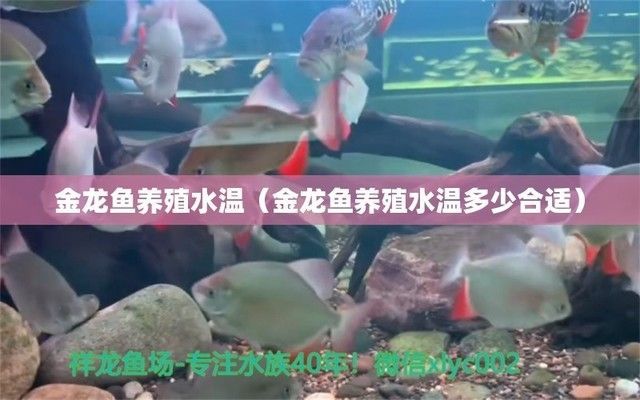 金龍魚的溫度是多少（金龍魚夏季養護技巧金龍魚夏季降溫方法）
