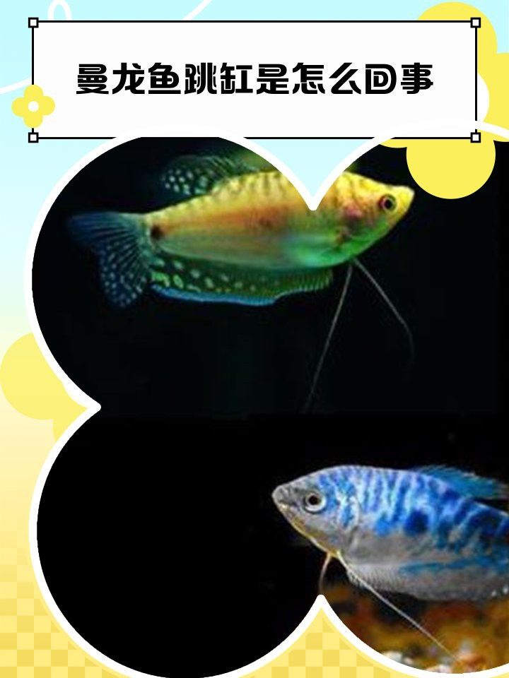 觀賞魚(yú)曼龍魚(yú)會(huì)跳缸怎么辦