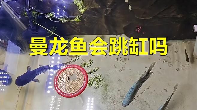 觀賞魚(yú)曼龍魚(yú)會(huì)跳缸怎么辦