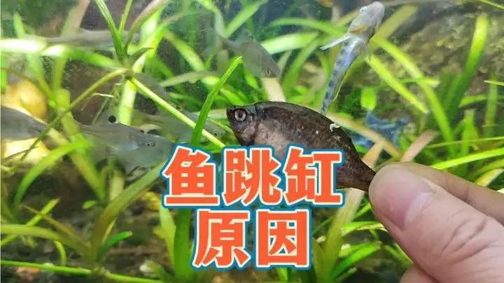 觀賞魚(yú)曼龍魚(yú)會(huì)跳缸怎么辦