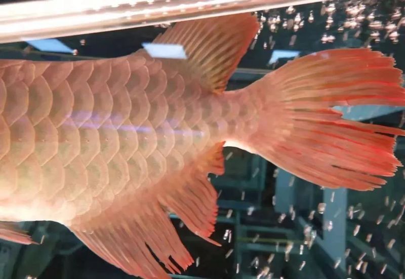 紅龍魚用什么水養最好活