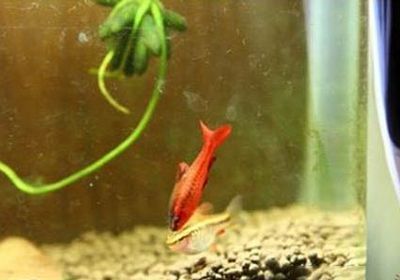 為什么給龍魚換水,龍魚會出粘液（給龍魚換水會導致粘液分泌嗎？）