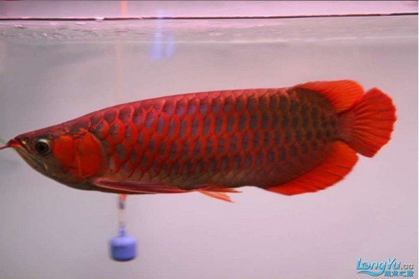 紅龍魚的最佳食物有哪些？