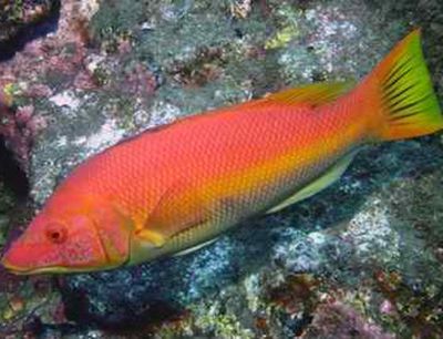 紅龍魚多少度：關于紅龍魚最佳水溫的一些詳細信息 紅龍魚多少度：關于紅龍魚最佳水溫的一些詳細信息 龍魚百科 第4張