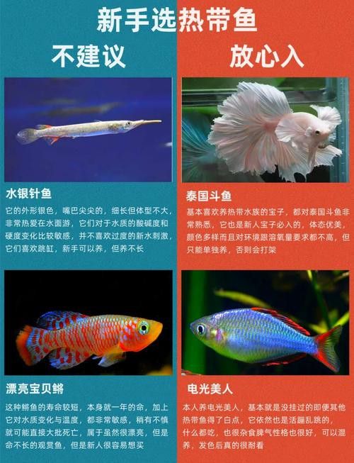 能推薦一些適合混養(yǎng)的魚種嗎？