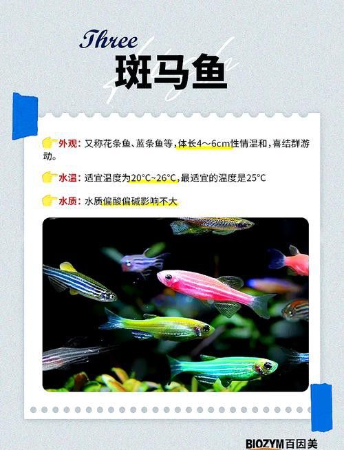 能推薦一些適合混養的魚種嗎？