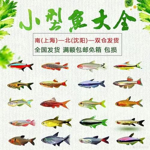 能推薦一些適合混養的魚種嗎？