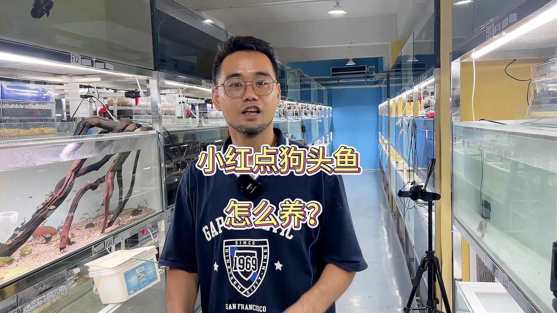 奈及利亞紅圓點狗頭正確使用方法