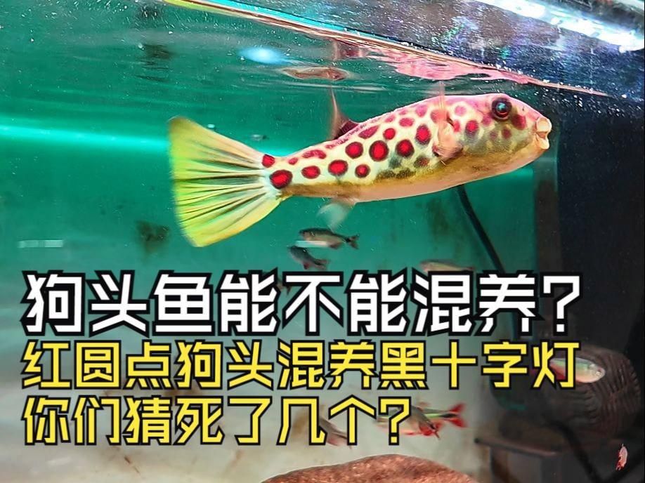 奈及利亞紅圓點狗頭正確使用方法