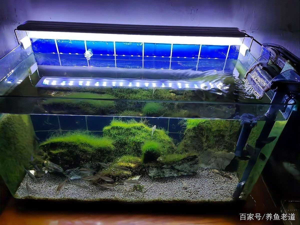 長時間燈光照射對水質(zhì)有影響嗎？ 長時間燈光照射對水質(zhì)有影響嗎？ 龍魚百科 第1張