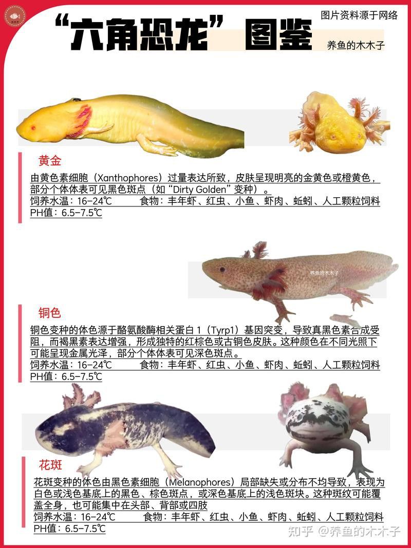 恐龍魚(yú)喂食方法大全