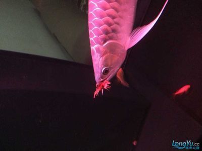 龍魚可以吃蜈蚣嗎：龍魚可以吃蜈蚣但需要注意一些細節和潛在的風險