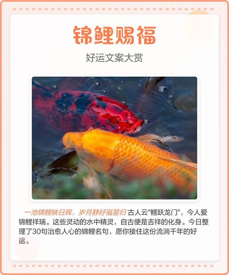錦鯉最吉利十句話