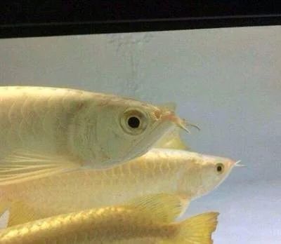 龍魚眼睛的黑眼圈是什么龍魚眼睛的黑眼圈是什么因素引起的：龍魚眼睛的黑眼圈是什么