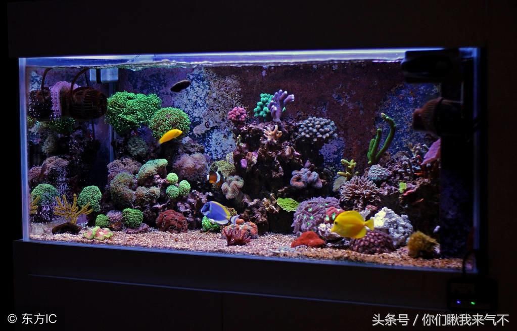 養(yǎng)金龍魚的水中放點黃粉可以嗎（黃粉可以治療觀賞魚疾病嗎？）