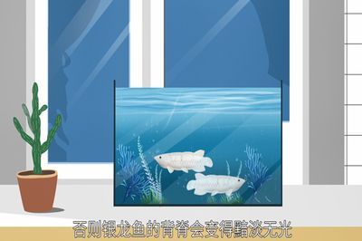 提高龍魚的胃口，首先要保證它攝入的營養均衡,龍魚是肉食性魚類：如何提高龍魚的胃口？ 提高龍魚的胃口，首先要保證它攝入的營養均衡,龍魚是肉食性魚類：如何提高龍魚的胃口？ 龍魚百科 第1張