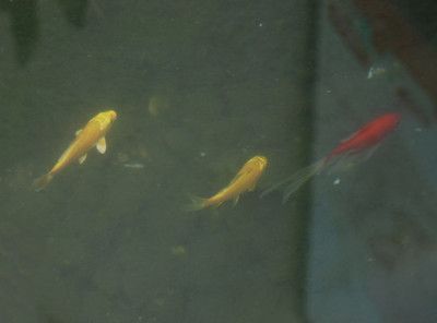 金龍魚和錦鯉能混養嗎？：金龍魚和錦鯉可以混養嗎？