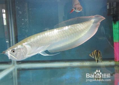龍魚被咬傷了怎么治療視頻：龍魚被咬傷后怎么辦 龍魚被咬傷了怎么治療視頻：龍魚被咬傷后怎么辦 龍魚百科 第5張
