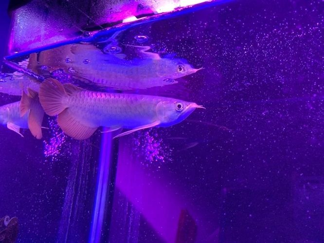 紅龍魚能喂豬肉嗎？怎么喂？：紅龍魚可以吃豬肉嗎怎么喂豬肉，紅龍魚能喂豬肉嗎