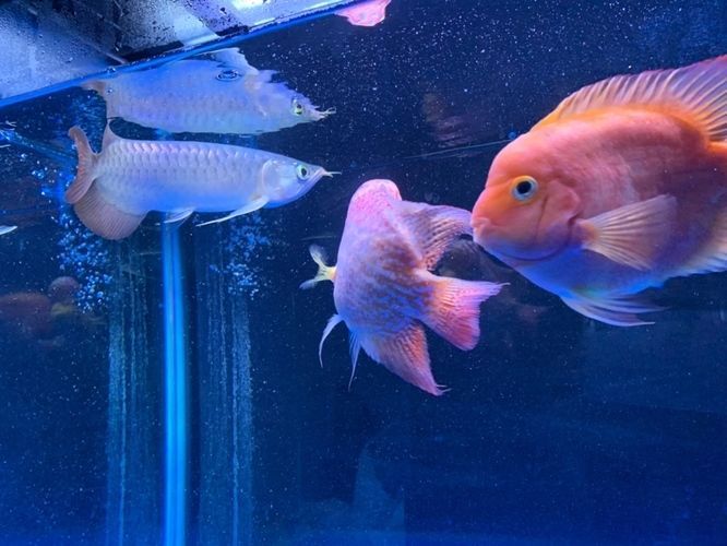 紅龍魚能喂豬肉嗎？怎么喂？：紅龍魚可以吃豬肉嗎怎么喂豬肉，紅龍魚能喂豬肉嗎