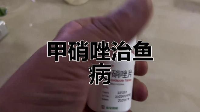 有哪些藥物可以有效治療雷龍魚腸炎？
