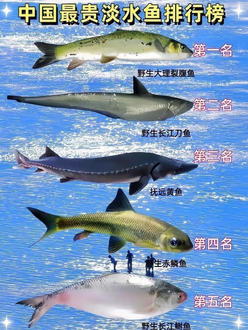 福龍王魚的價格是多少