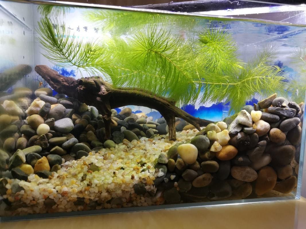 七彩雷龍魚缸尺寸圖