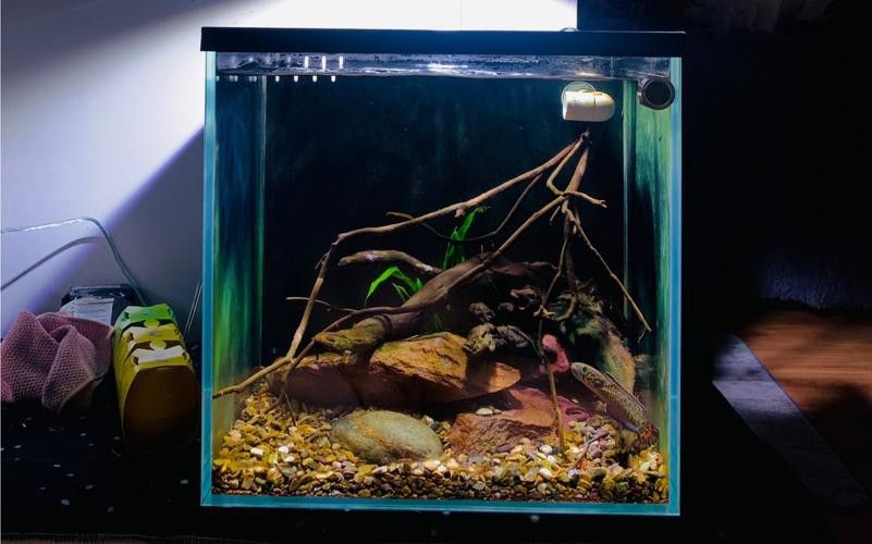 七彩雷龍魚缸尺寸圖