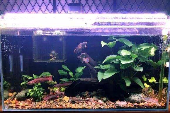 七彩雷龍魚缸尺寸圖