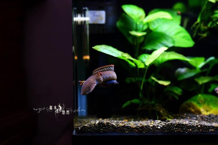 七彩雷龍魚缸尺寸圖