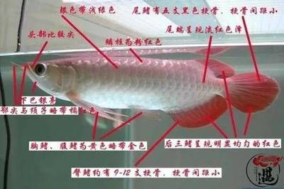 什么叫號(hào)半龍魚(yú)，號(hào)半龍魚(yú)與青龍魚(yú)的區(qū)別