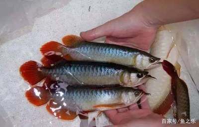 紅龍魚資料（紅龍魚品種資料介紹360doc個人圖書館）