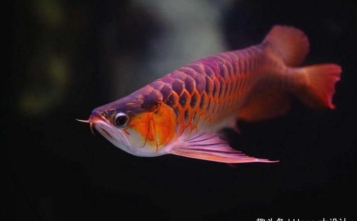 金龍魚這個名字來源于美麗硬仆骨舌魚的外觀特征和文化象征意義：“金龍魚”名字來源于美麗硬仆骨舌魚的外觀特征和文化象征意義