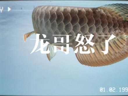 泰國(guó)鯽吸龍魚