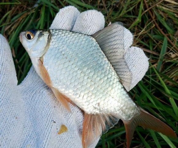 泰國(guó)鯽吸龍魚