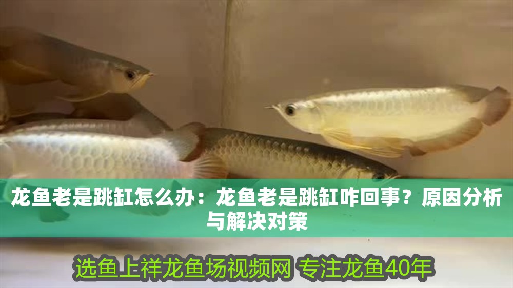 龍魚老是跳缸怎么辦：龍魚老是跳缸咋回事？原因分析與解決對策