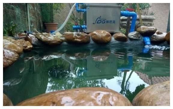 龍魚喂魚糧好嗎怎么喂的：探究龍魚喂食的最佳實踐：龍魚喂食的最佳實踐和選擇 龍魚喂魚糧好嗎怎么喂的：探究龍魚喂食的最佳實踐：龍魚喂食的最佳實踐和選擇 龍魚百科 第1張