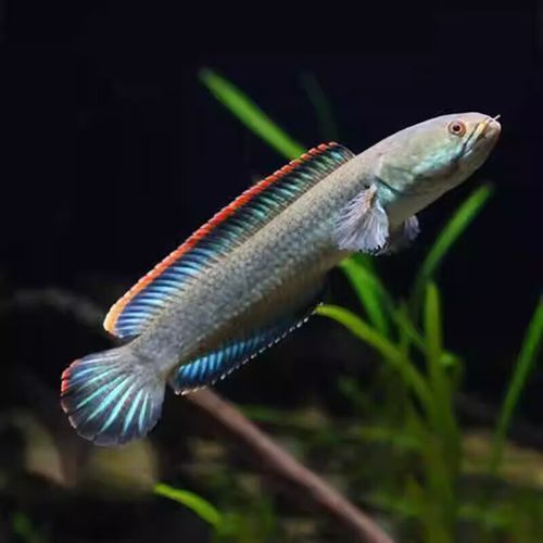 彩虹雷龍魚是冷水魚嗎圖片大全