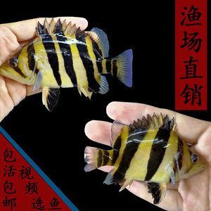 龍魚骨刺的相關信息（龍魚骨刺在養殖過程中需要注意什么？）