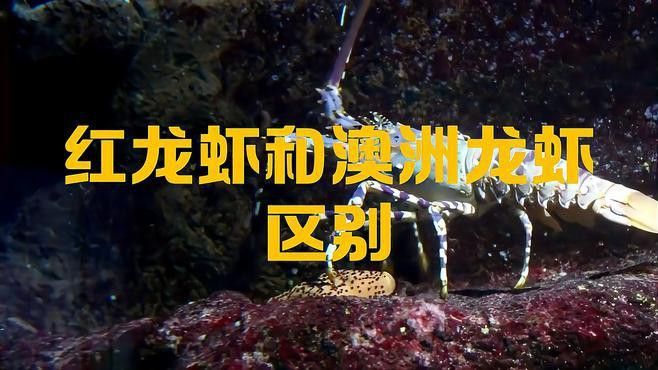 如何區分紅龍和澳龍？