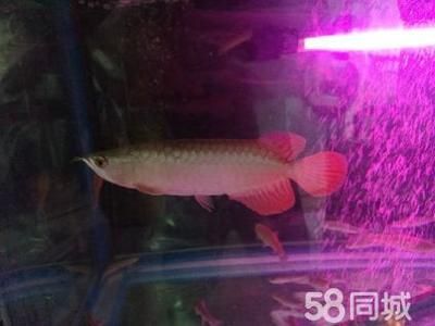血紅龍和金龍魚哪個好：血紅龍和金龍魚各有其特點和優點