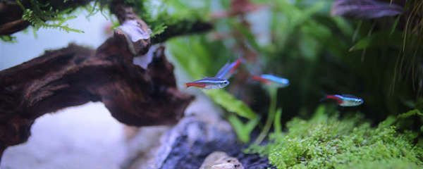 三角恐龍魚可以用自來水養不，三角恐龍魚養殖需要注意水質、水溫、飼料選擇和養殖環境
