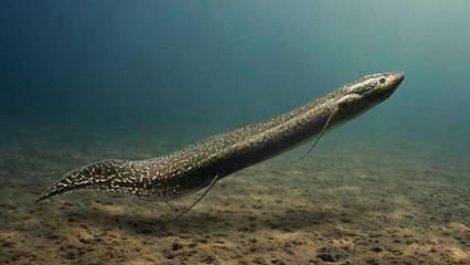 三角恐龍魚可以用自來水養不，三角恐龍魚養殖需要注意水質、水溫、飼料選擇和養殖環境