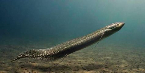 三角恐龍魚可以用自來水養不，三角恐龍魚養殖需要注意水質、水溫、飼料選擇和養殖環境