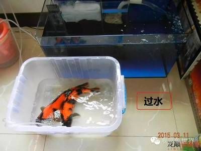 喂龍魚的蝦怎么消毒的：喂龍魚的蝦常用的幾種消毒方法 喂龍魚的蝦怎么消毒的：喂龍魚的蝦常用的幾種消毒方法 龍魚百科 第2張