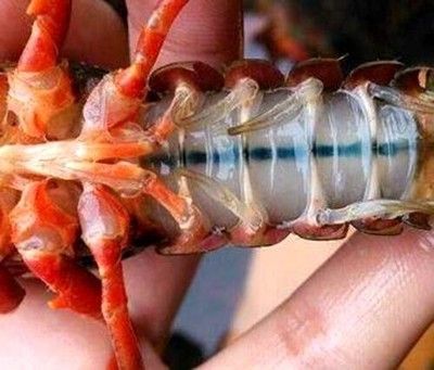喂龍魚的蝦怎么消毒的：喂龍魚的蝦常用的幾種消毒方法 喂龍魚的蝦怎么消毒的：喂龍魚的蝦常用的幾種消毒方法 龍魚百科 第1張