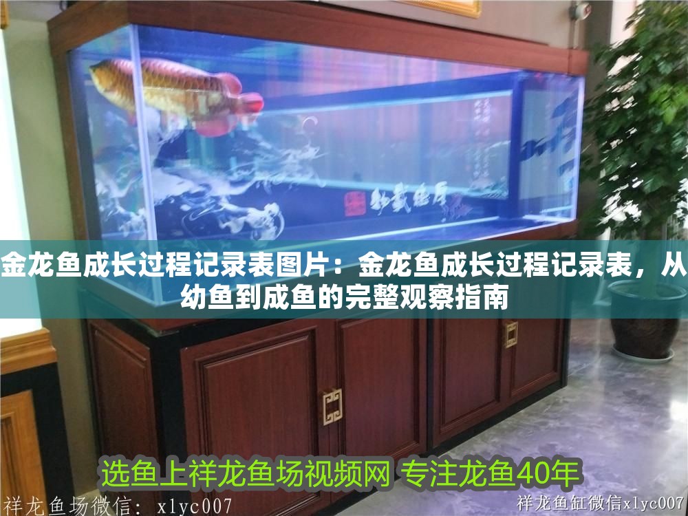 金龍魚成長過程記錄表圖片：金龍魚成長過程記錄表，從幼魚到成魚的完整觀察指南