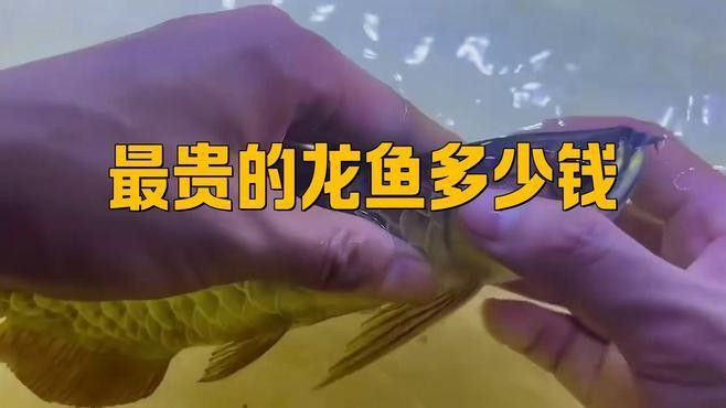 龍魚價格最貴的魚