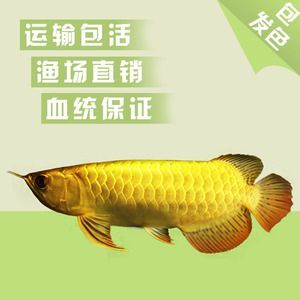 淘寶龍魚哪家信得過：在淘寶上購買龍魚需要注意什么？