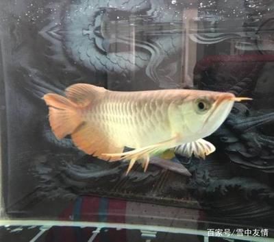 適合新手養(yǎng)的龍魚：適合新手養(yǎng)的龍魚品種及其相關(guān)信息，青金龍魚適合新手飼養(yǎng)